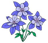 fleurviolet