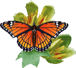 papillon75